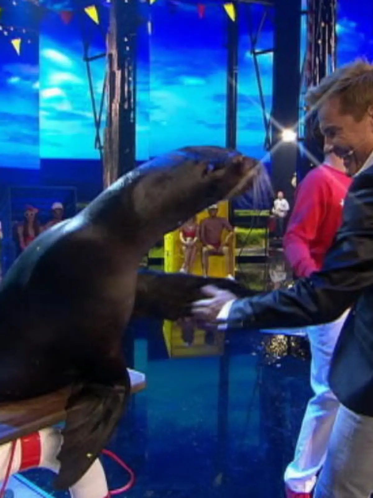 Bild zu: "Erwins Seelöwen sind Bohlens liebste Tiernummer"