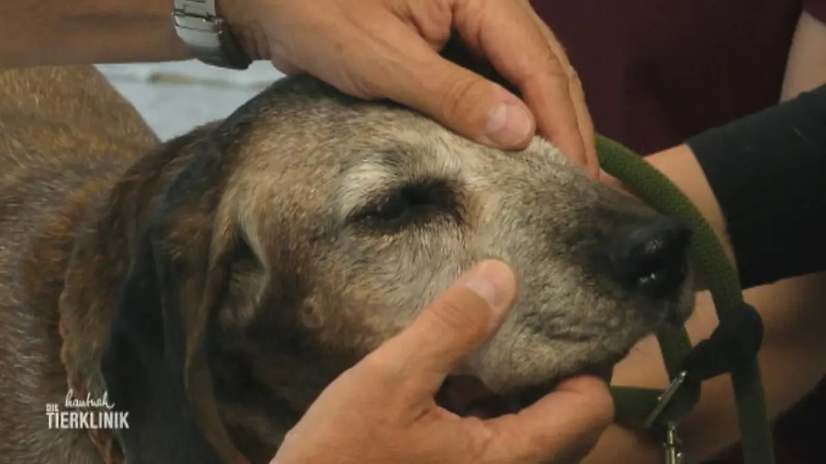 Hunde-Oma Bessy hat eine entzündete Zahnwurzel Medikamente oder OP?