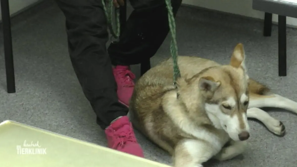 Husky Buddy will seine Untermieter loswerden Verdacht auf Würmer
