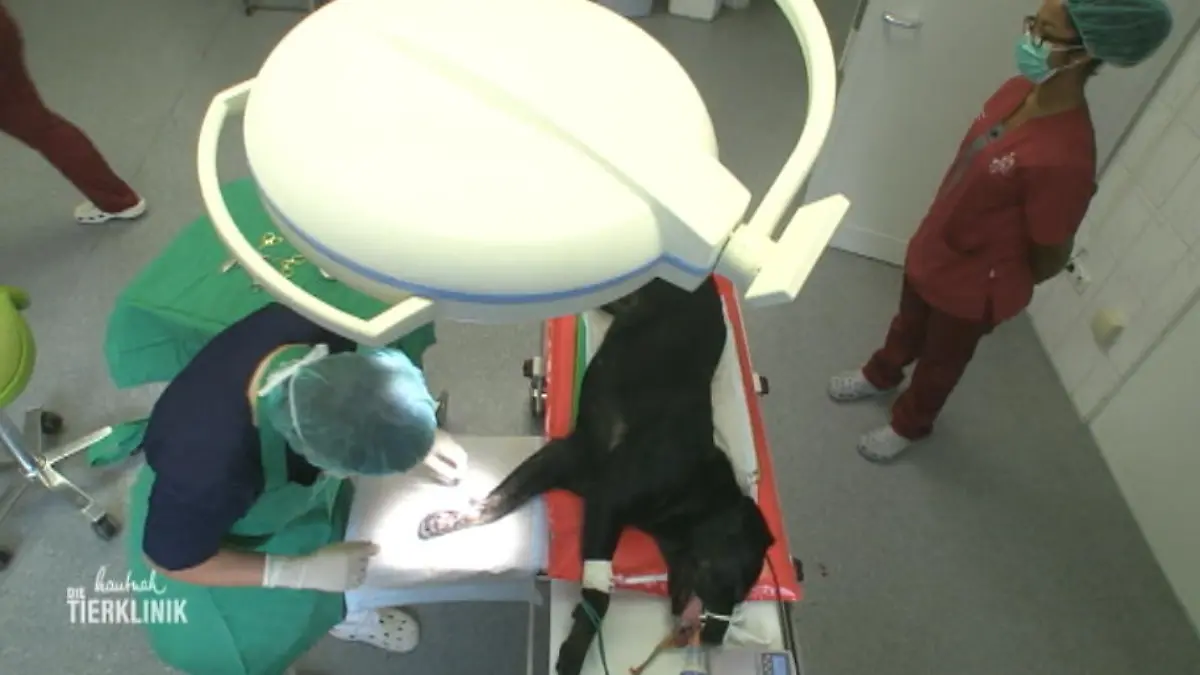 Labrador-Lady Lotta muss überraschend operiert werden Handwurzelballen verletzt