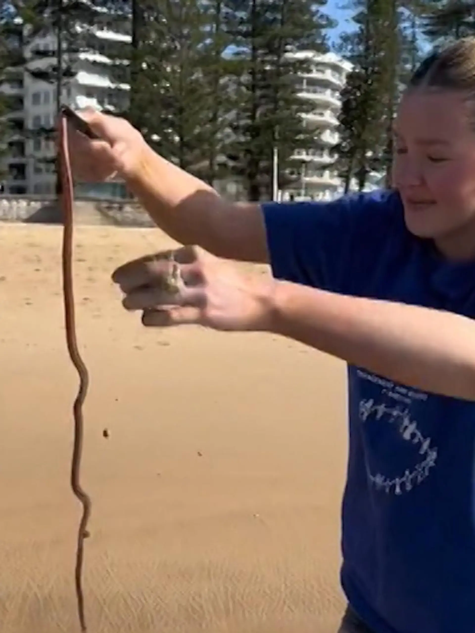 Stellen Sie sich vor, Sie treten am Srtand plötzlich in einen XXL-Wurm ...da wäre der Urlaub wohl schnell ruiniert. Angst vor diesem Moment müssen sie glücklicherweise nur in Australien haben, denn da sind die Strandwürmer beheimatet.