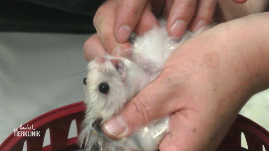 Abzess oder Tumor? Teddyhamster hat eine Beule am Kinn