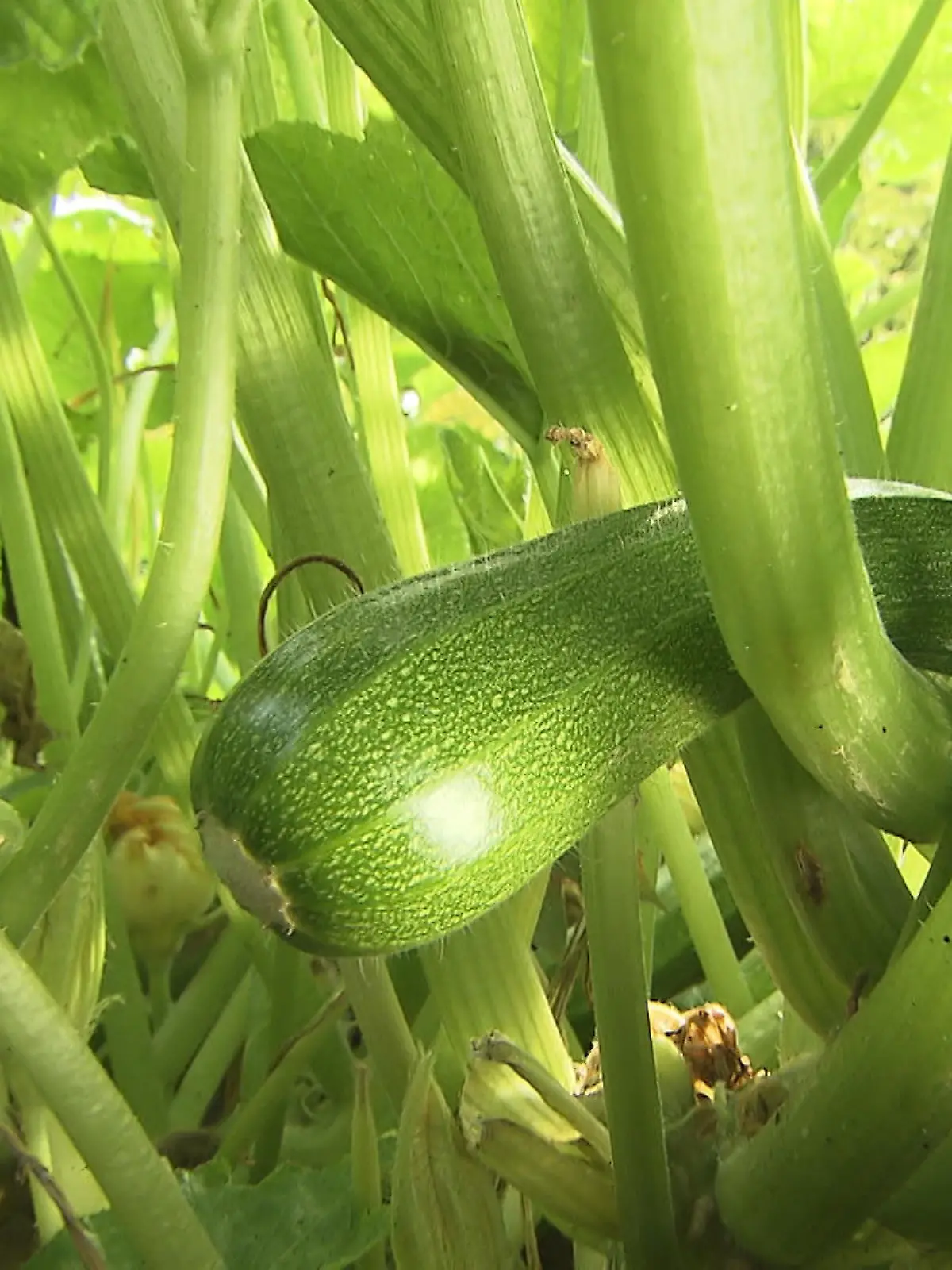 Bild zu: "Zucchini-Vergiftung: Lebensgefährlicher Bitterstoff in Gemüse"