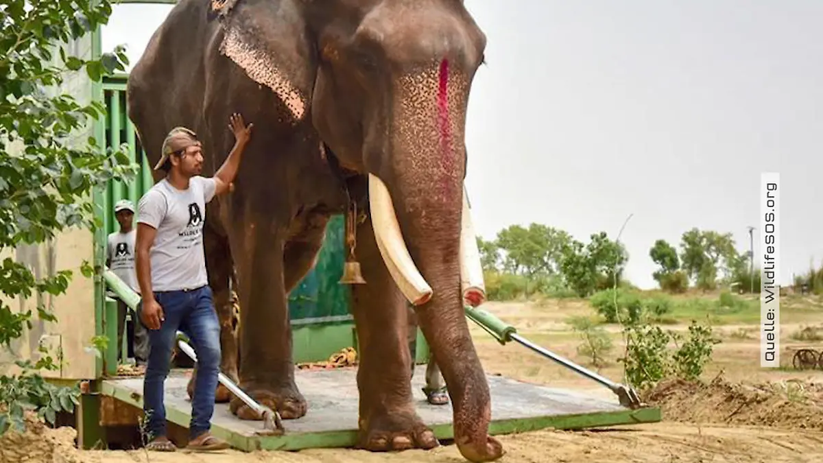 58 Jahre hat der Dickhäuter auf diesen Moment gewartet  Elefant Gajraj ist endlich frei
