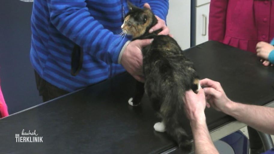 Katze Knickt Mit Hinterbein Weg Das rechte Hinterbein schmerzt: Hat sich Tiffy mit einer anderen Katze