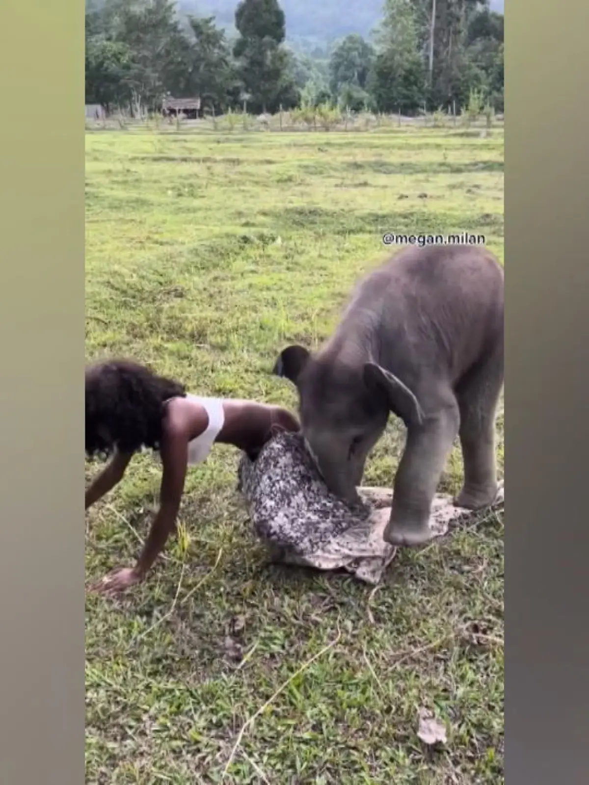 Das Model Megan Milan wird beim Besuch eines Elefanten-Schutzgebiets in Chiang Mai (Thailand) plötzlich von einem Tier überrannt. Der erst drei Wochen alte Elefantenbaby hat es auf sie abgesehen und zieht ihr den Rock runter.