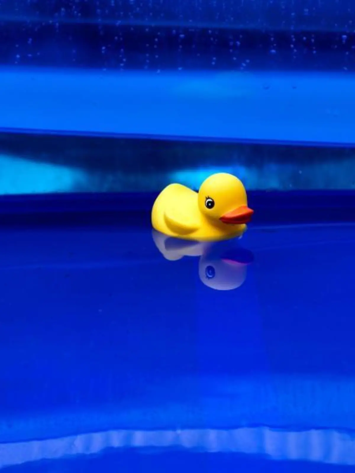 Gelbe Gummiente im Swimmingpool