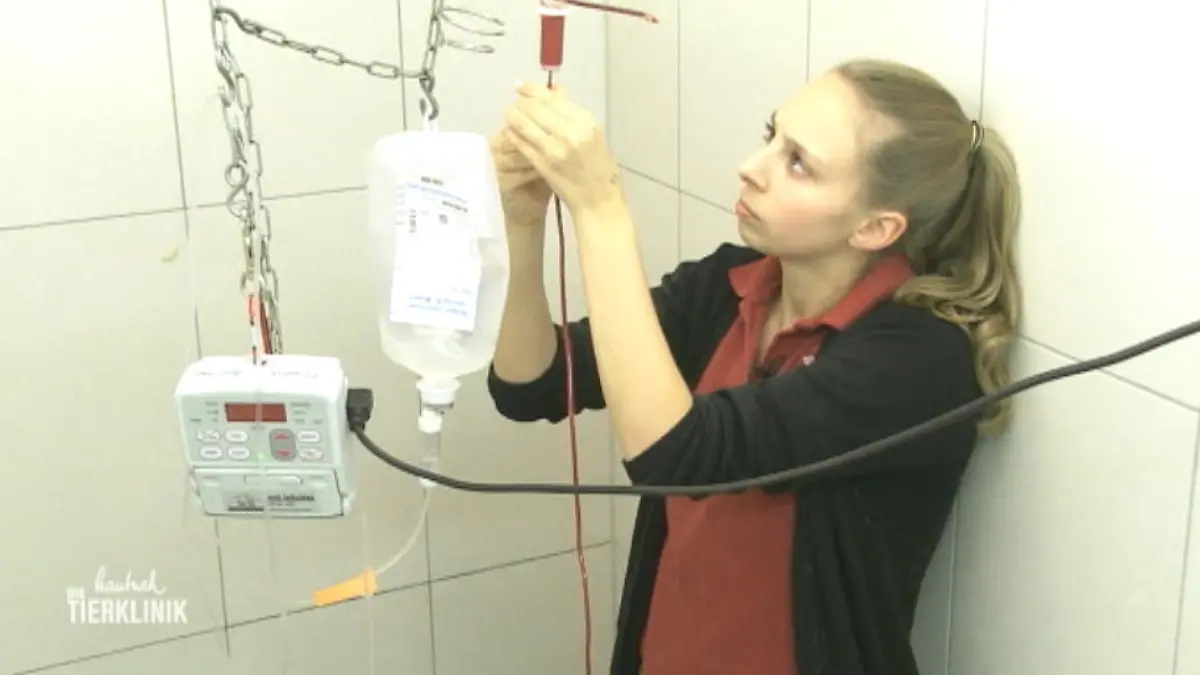 Gibt es noch eine Chance? Bluttransfusion bei Lucas schlägt nicht an