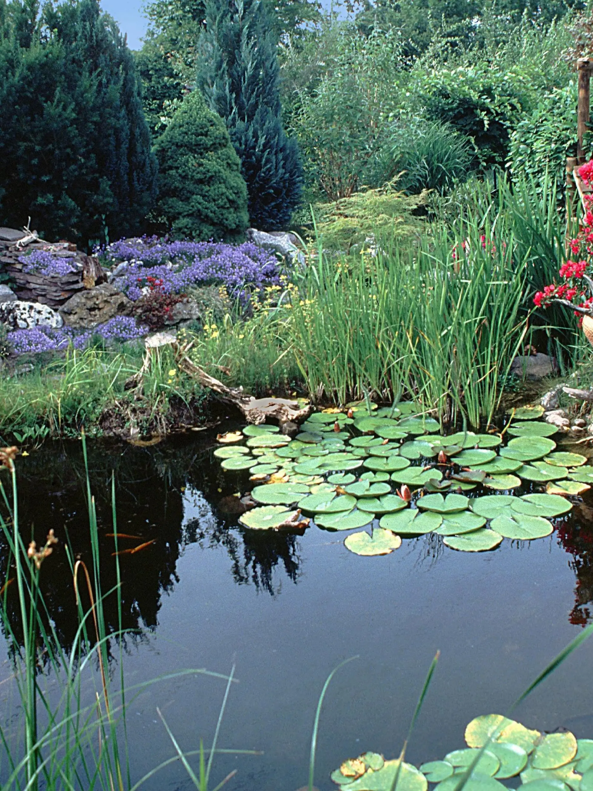 Gartenteich mit Wintergarten. | garden pond with winter garden. | Verwendung weltweit