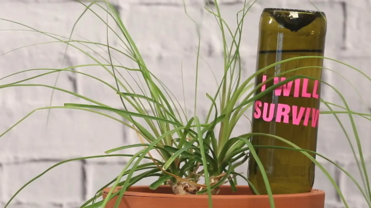 Die Weinflasche zum Blumengießen Der Grüne Daumen für alle!