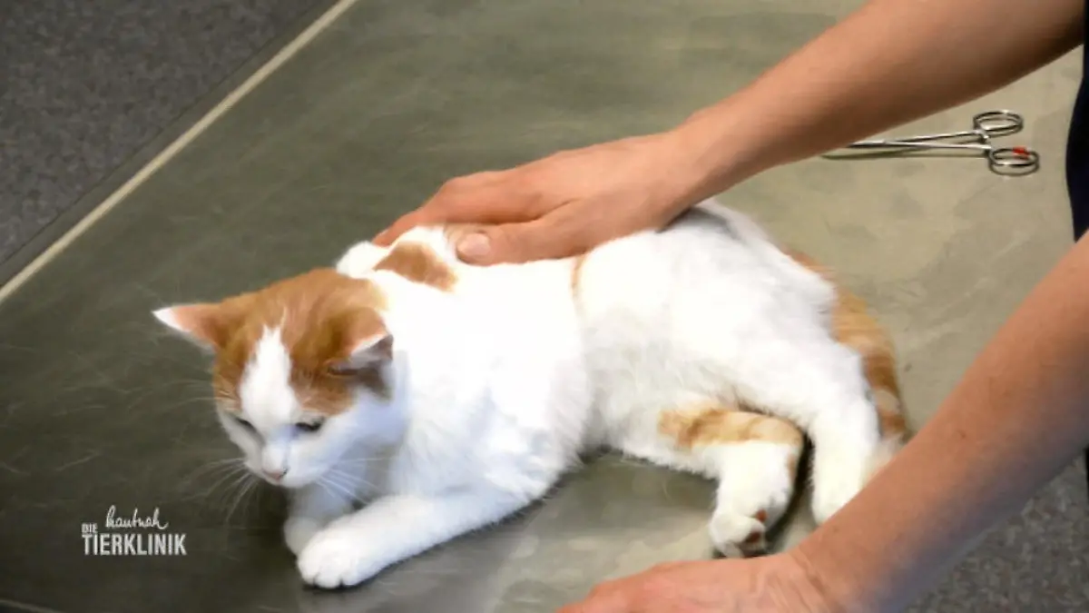 Komplikationen nach Beckenbruch Katze Molly frisst nicht und hat stark verhärteten Bauch