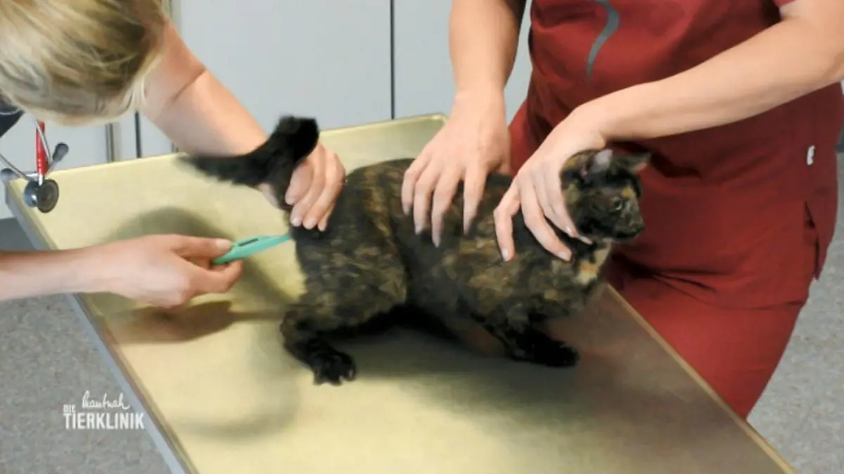 Katze Lizzy röchelt und würgt Dr. Cornelia Grebe auf Spurensuche