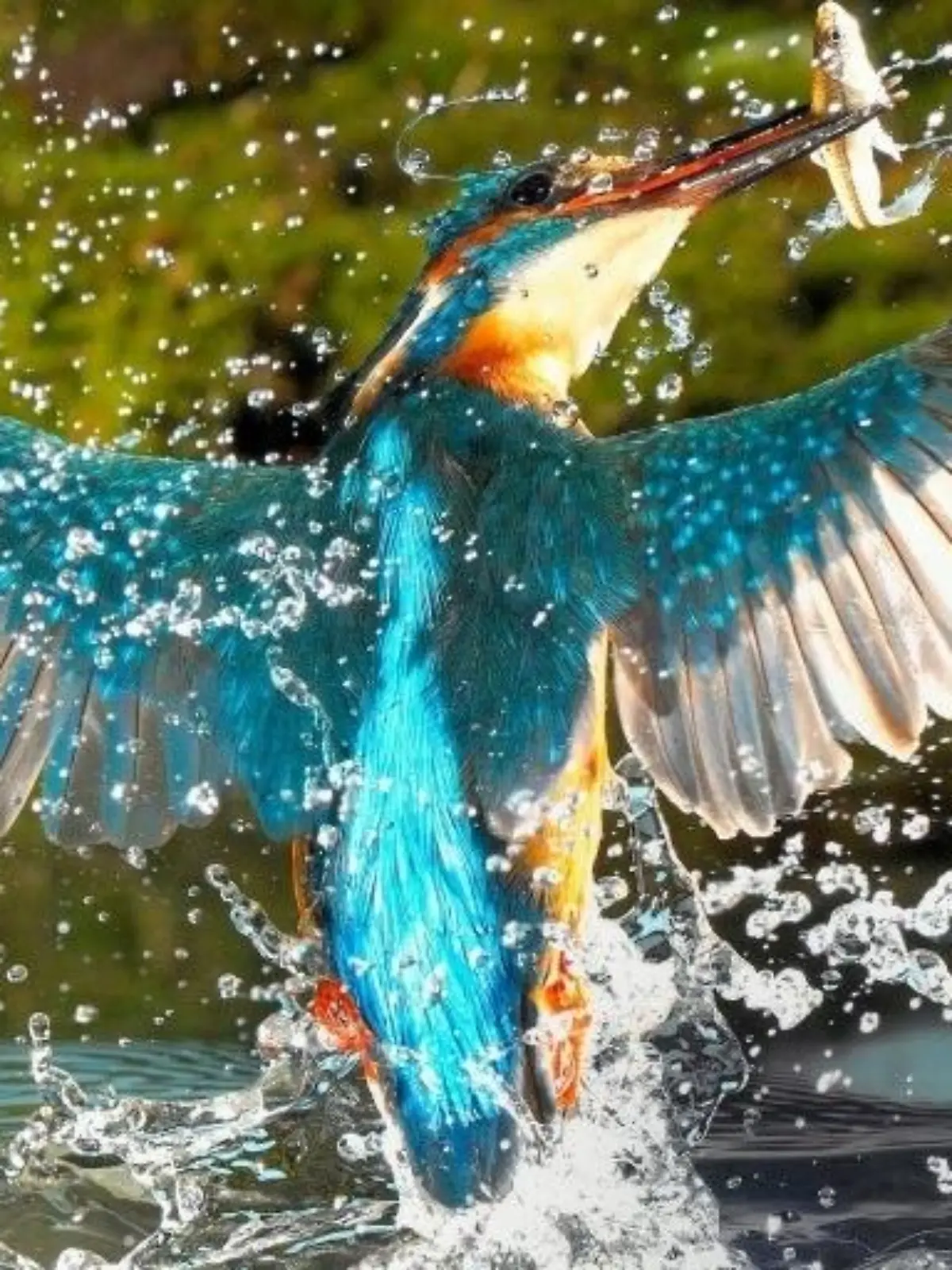 Bild zu: "Im Reich des Eisvogels"