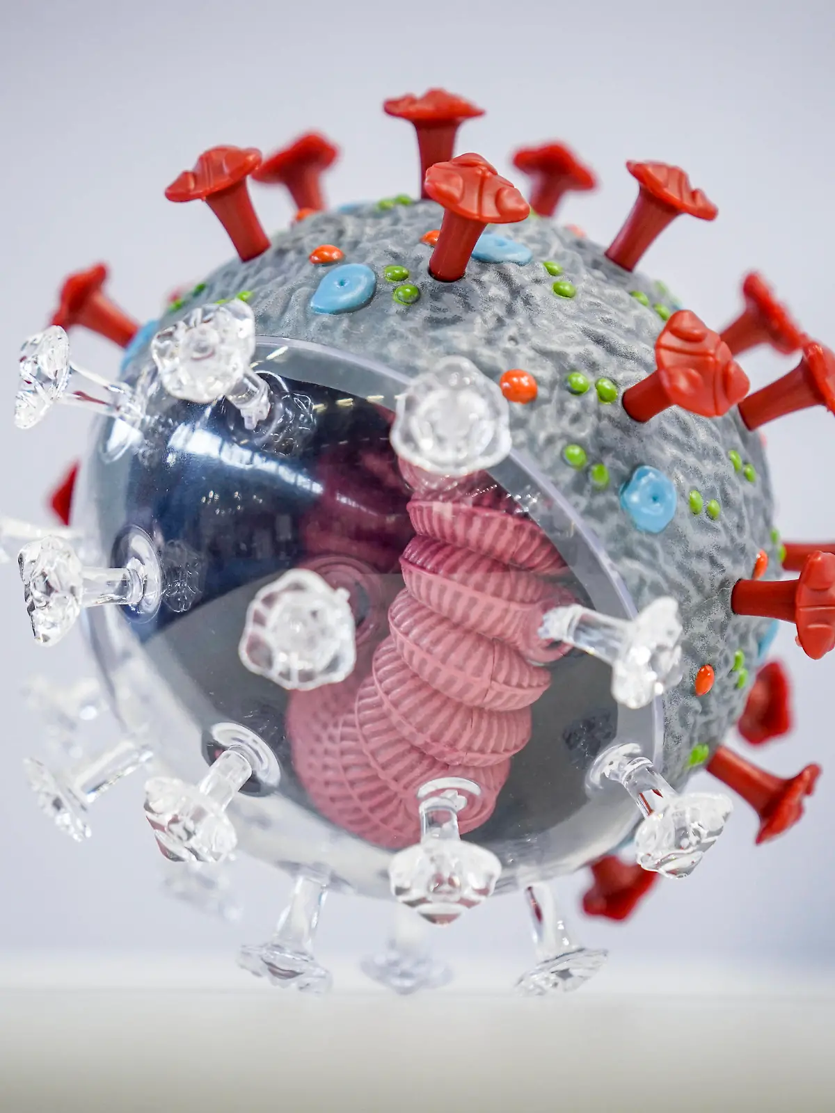 Symbolbild Coronavirus Symbolfoto Coronavirus - InfektionCorona Virus, Sars-Cov2, neue Mutante, BA.5 - Corona Virus Modell der Firma PHYWE Deutschland *** Symbol image coronavirus symbol photo coronavirus infection corona virus, sars cov2, new mutant, BA 5 corona virus model of the company PHYWE Germany 