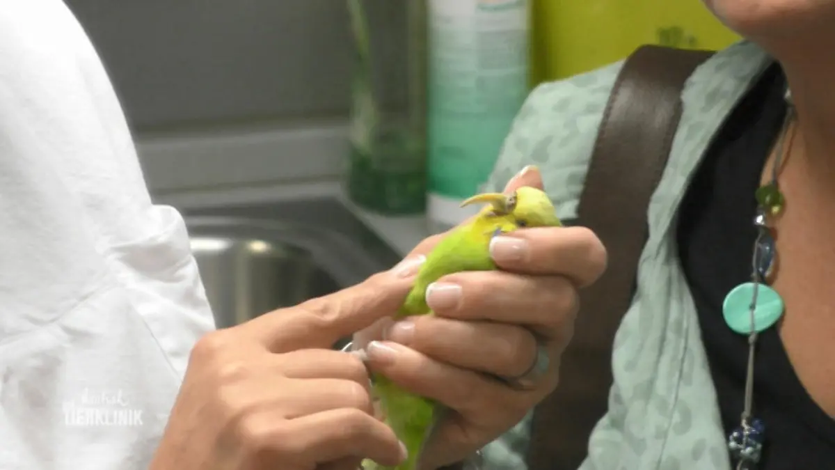 Welli mit Riesenschnabel Einmal kürzen bitte!