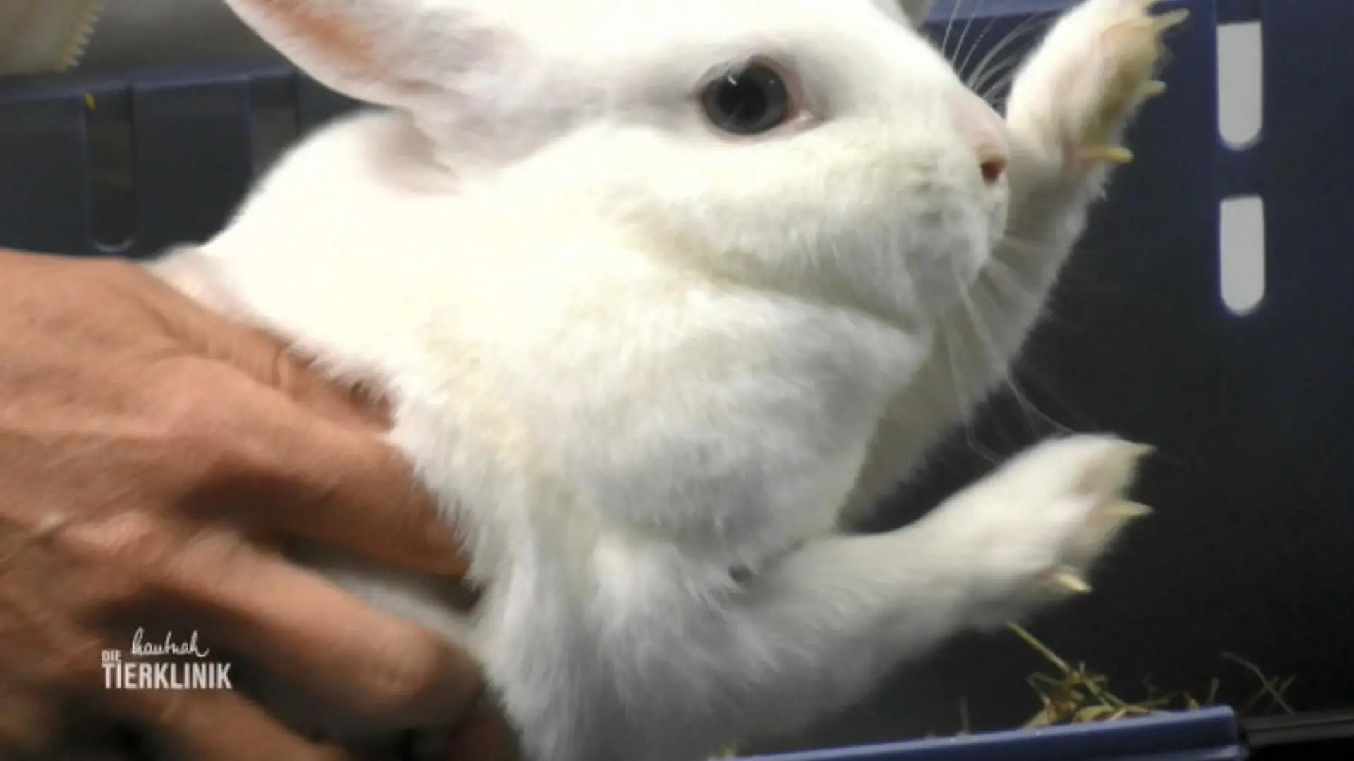Kaninchen Flöckchen hat Verdauungsprobleme Doris Plagge geht der Ursache auf den Grund