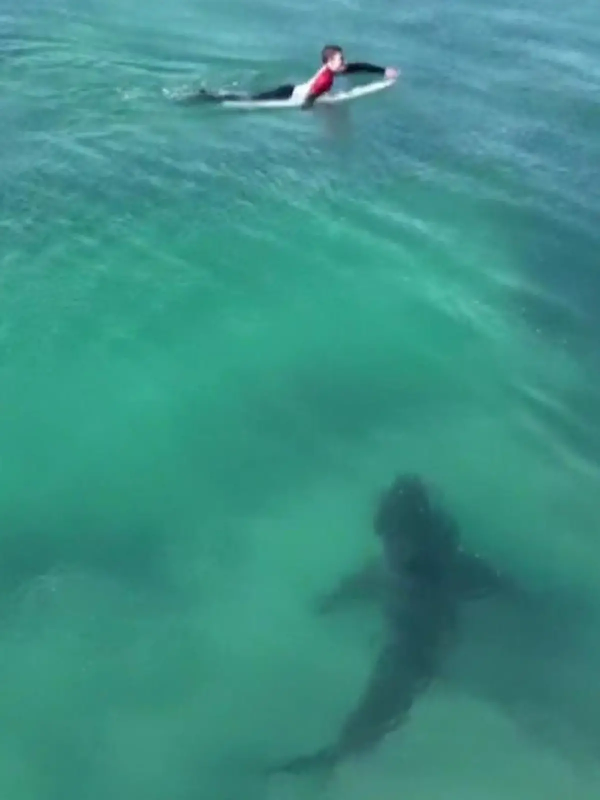 In der südafrikanischen Jeffreys Bay waren  Nathan Florence und weitere Surfer auf ihren Brettern unterwegs. Was sie zu diesem Zeitpunkt nicht ahnen: Ein riesiger Weißer Hai befindet sich direkt unter ihnen. Die Aufnahmen gibt es im Video zu sehen.