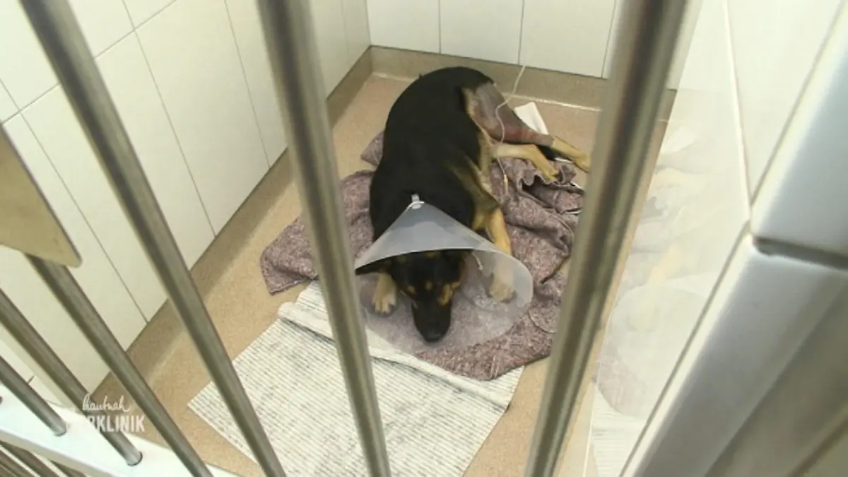 Röntgenuntersuchung für Schäferhund Spike Dr. Christian Schlichtherle untersucht gründlich