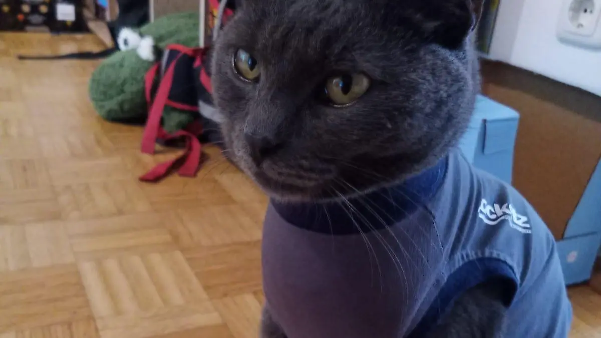 Der Body stützt den Bauch der Katze und trägt so zur Heilung bei.