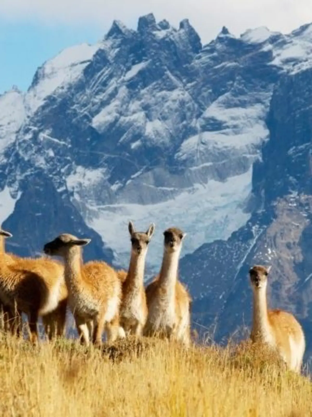 Bild zu: "Wildes Patagonien"