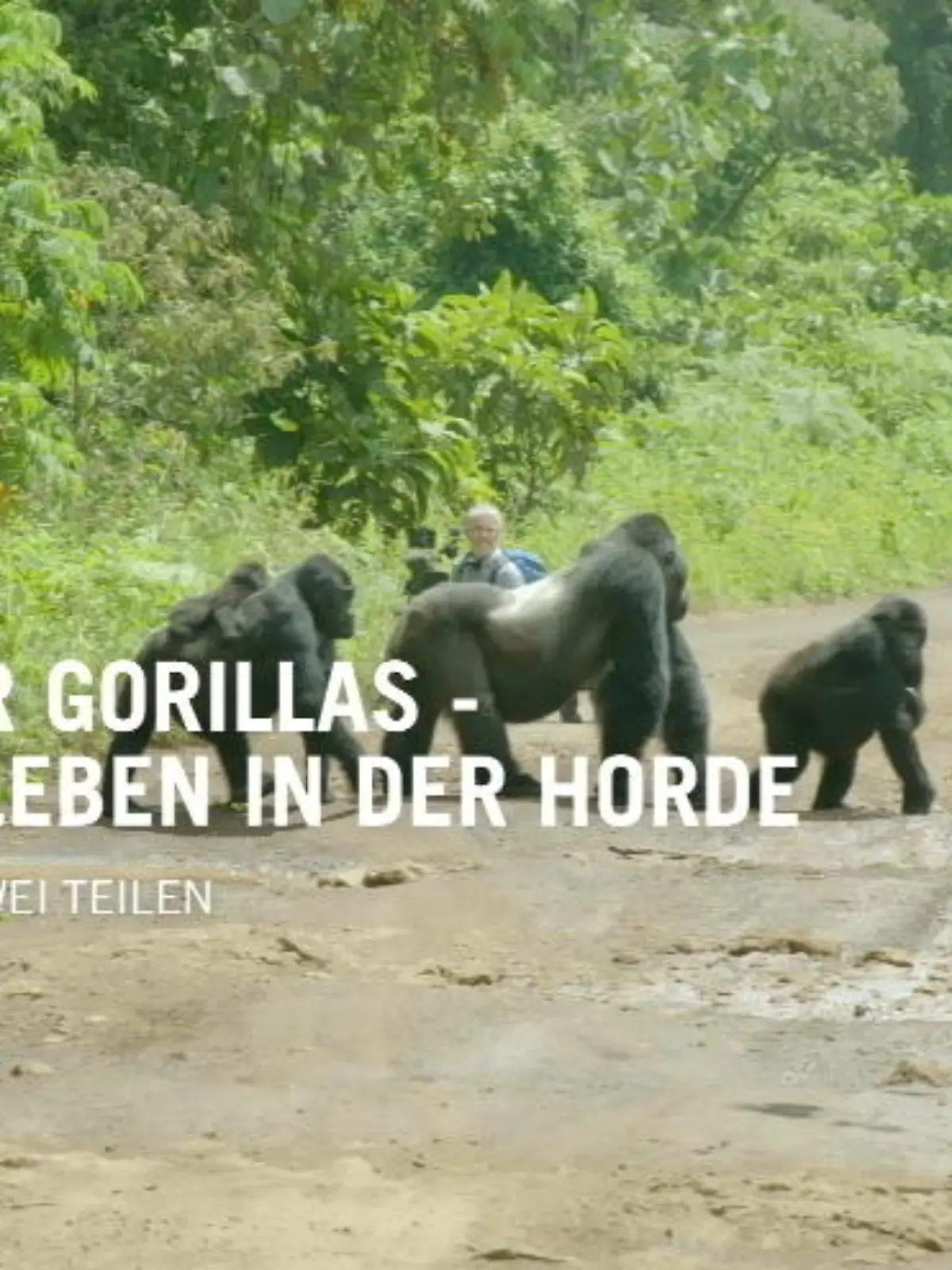Bild zu: "Unter Gorillas"