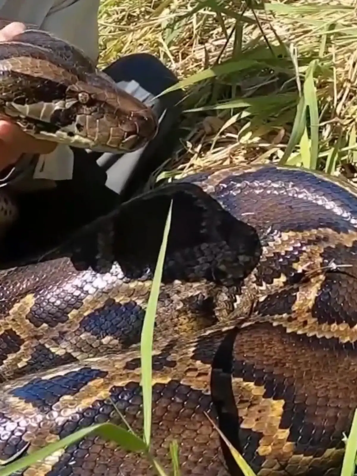 Riesige Pythons machen in Florida ganze Sümpfe unsicher. Die Schlangen fressen Frösche, Waschbären, Vögel, Wild und sogar Alligatoren! Nun wurde in dem US-Bundesstaat eine der größten Pythons überhaupt gefunden.

Wie groß die gefangene Schlange ist und wie die Tiere sich durch die Sümpfe bewegen, sehen Sie  im Video.