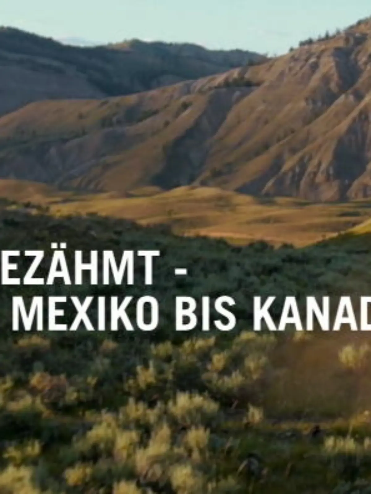 Bild zu: "Ungezähmt"