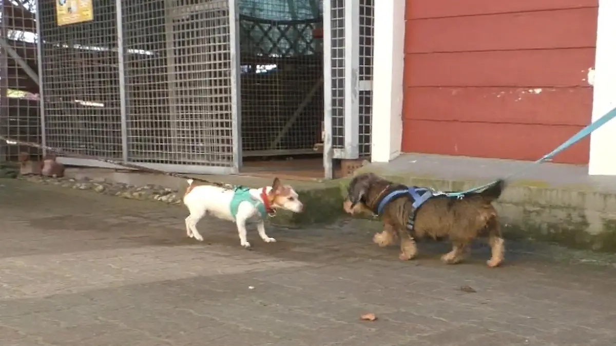 Diese putzigen Racker gibt es nur im Doppelpack