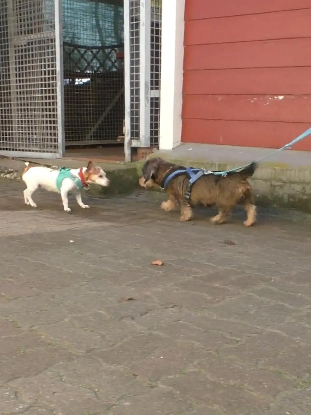 Diese putzigen Racker gibt es nur im Doppelpack