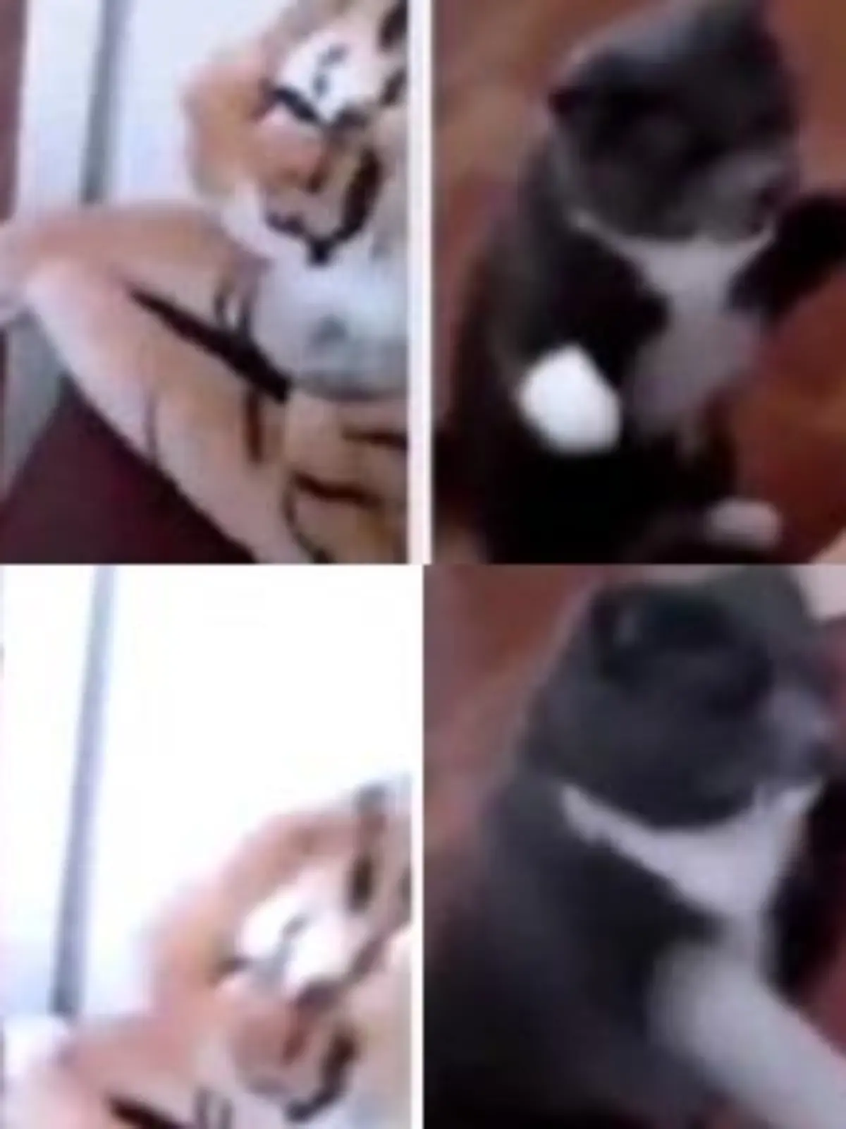 Bild zu: "Wie im Boxring: Katze prügelt Stofftiger windelweich"