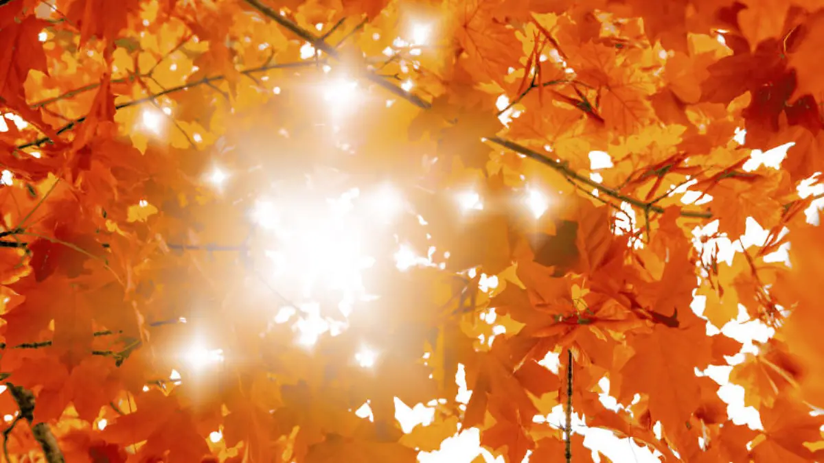 Der Herbst-Knigge: Wohin mit dem Laub? Achtung: So teuer kann das Laubblasen werden