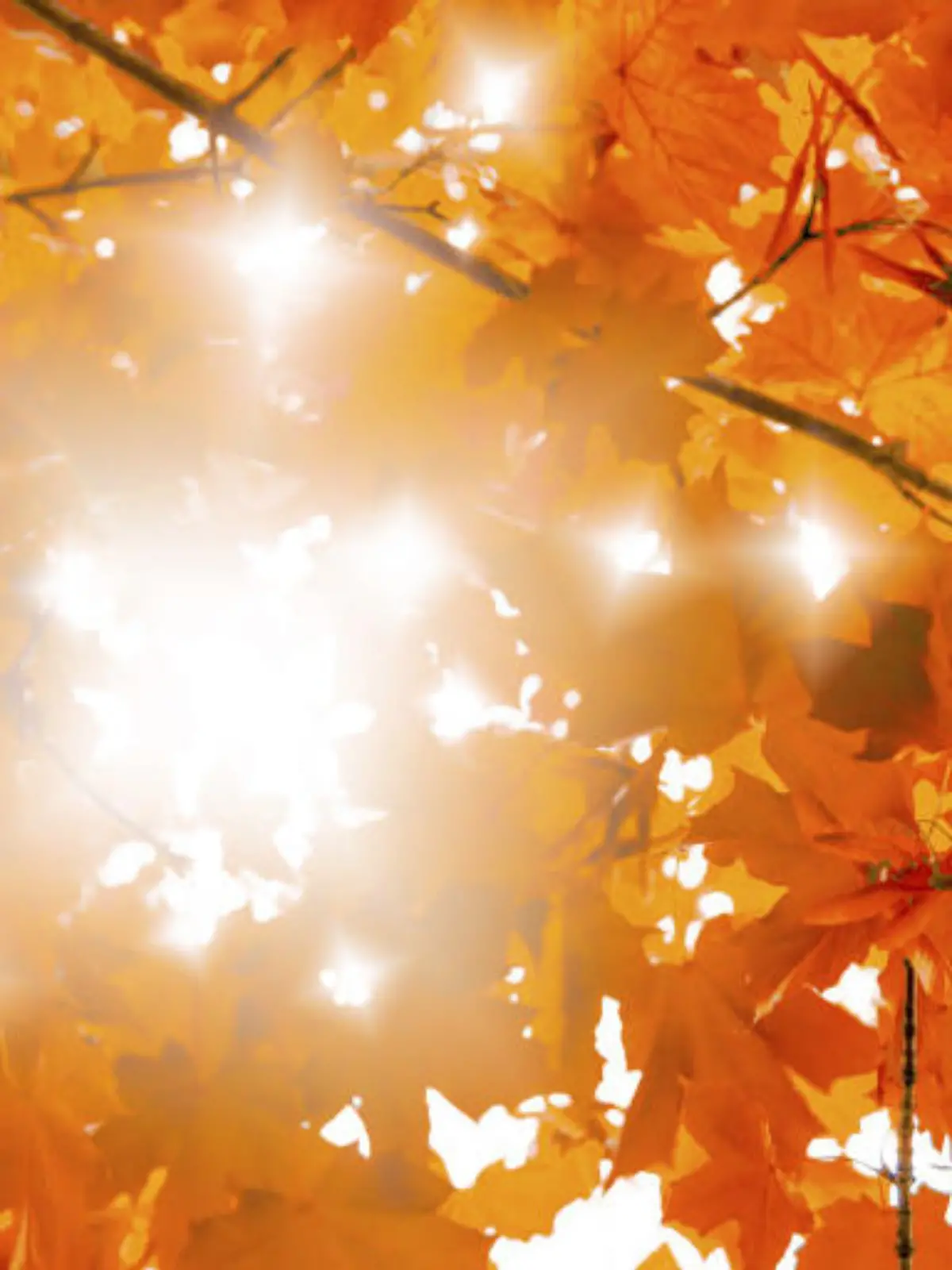 Bild zu: "Der Herbst-Knigge: Wohin mit dem Laub?"