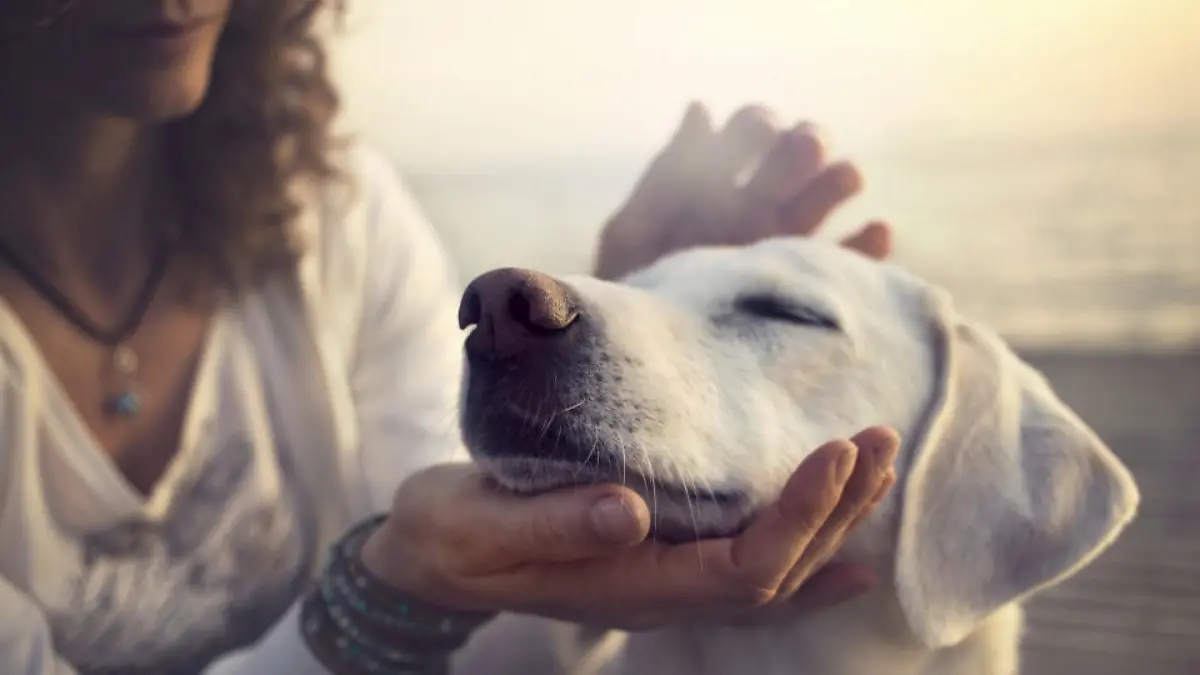 Lob ist für den Bello wichtiger als ein Leckerli  Hundebesitzer aufgepasst!
