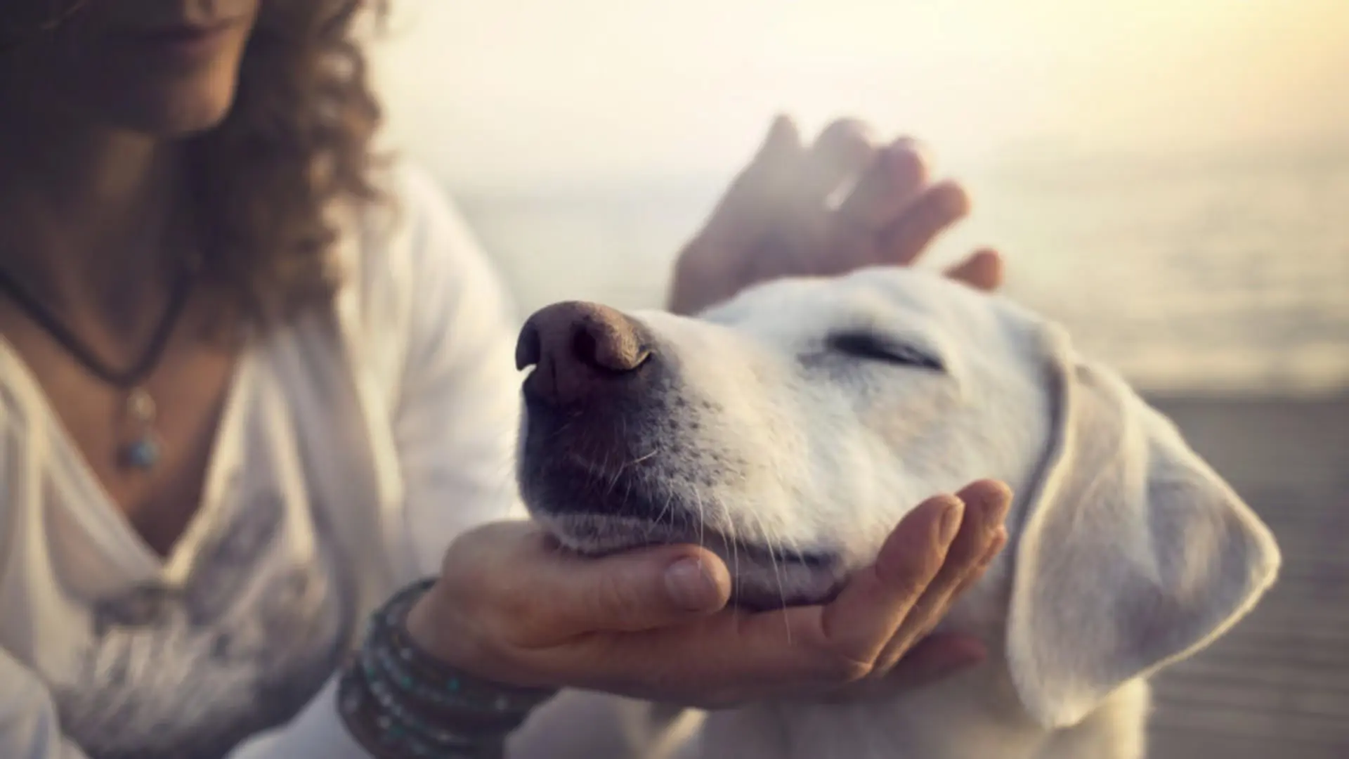 Lob ist für den Bello wichtiger als ein Leckerli  Hundebesitzer aufgepasst!
