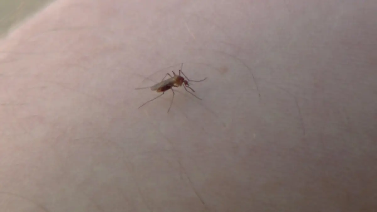 Die Kriebelmücke ist in Deutschland auf dem Vormarsch Sie sticht nicht, sie beißt!