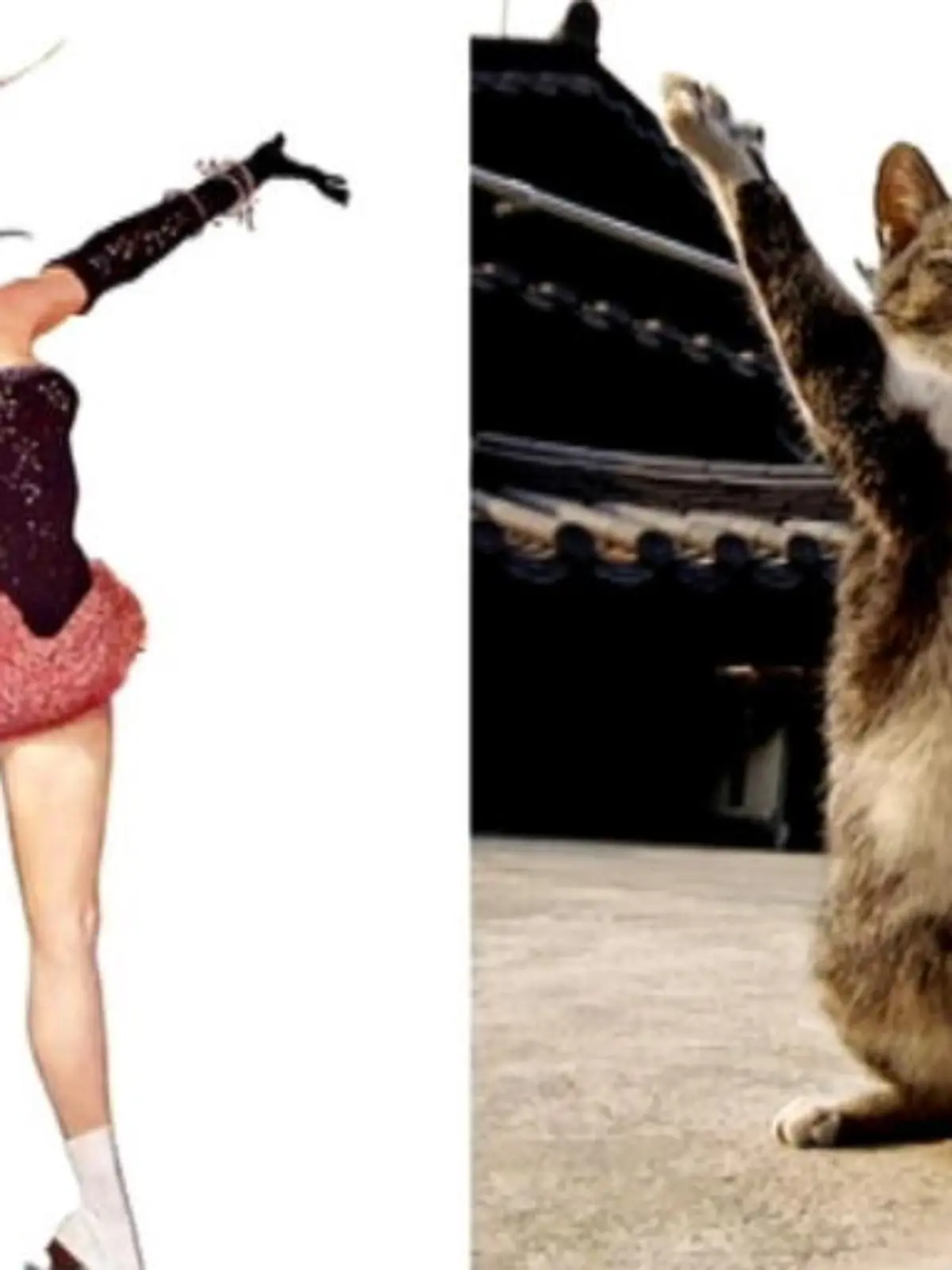 Bild zu: "Katzen ahmen Pose von Pin up Girls nach"