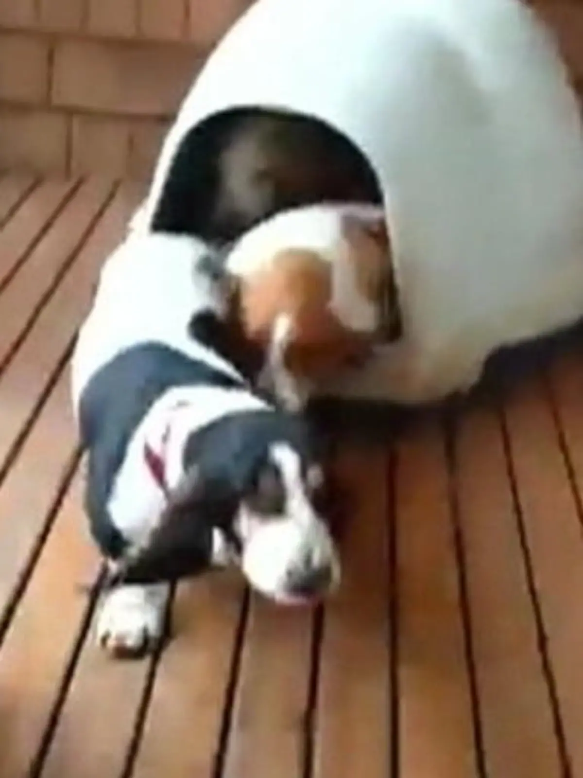 Bild zu: "5 Hunde kommen aus viel zu kleiner Hundebox"