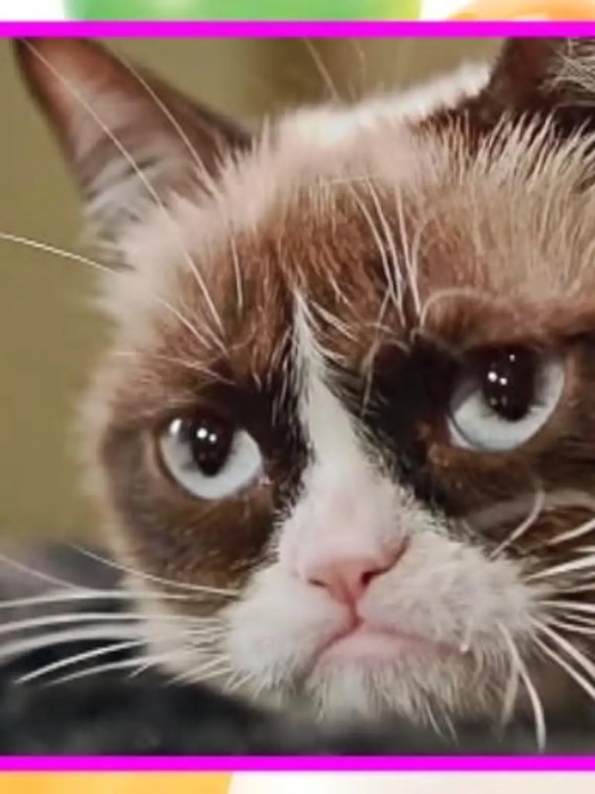 Bild zu: "Grumpy Cat wird 2"