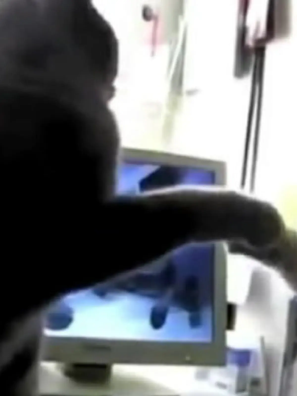 Bild zu: "Supersüß: Katzen spielen Backe-Backe-Kuchen"