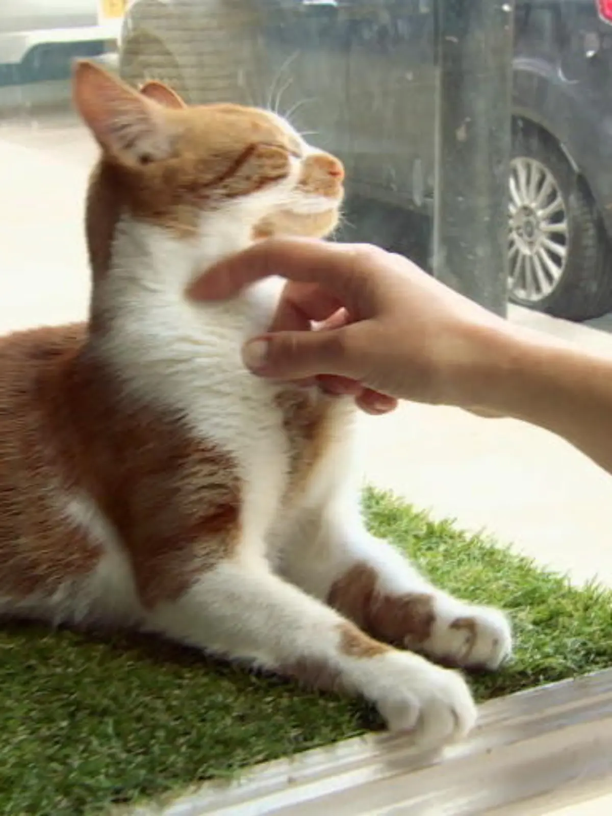 Bild zu: "Katzencafé"