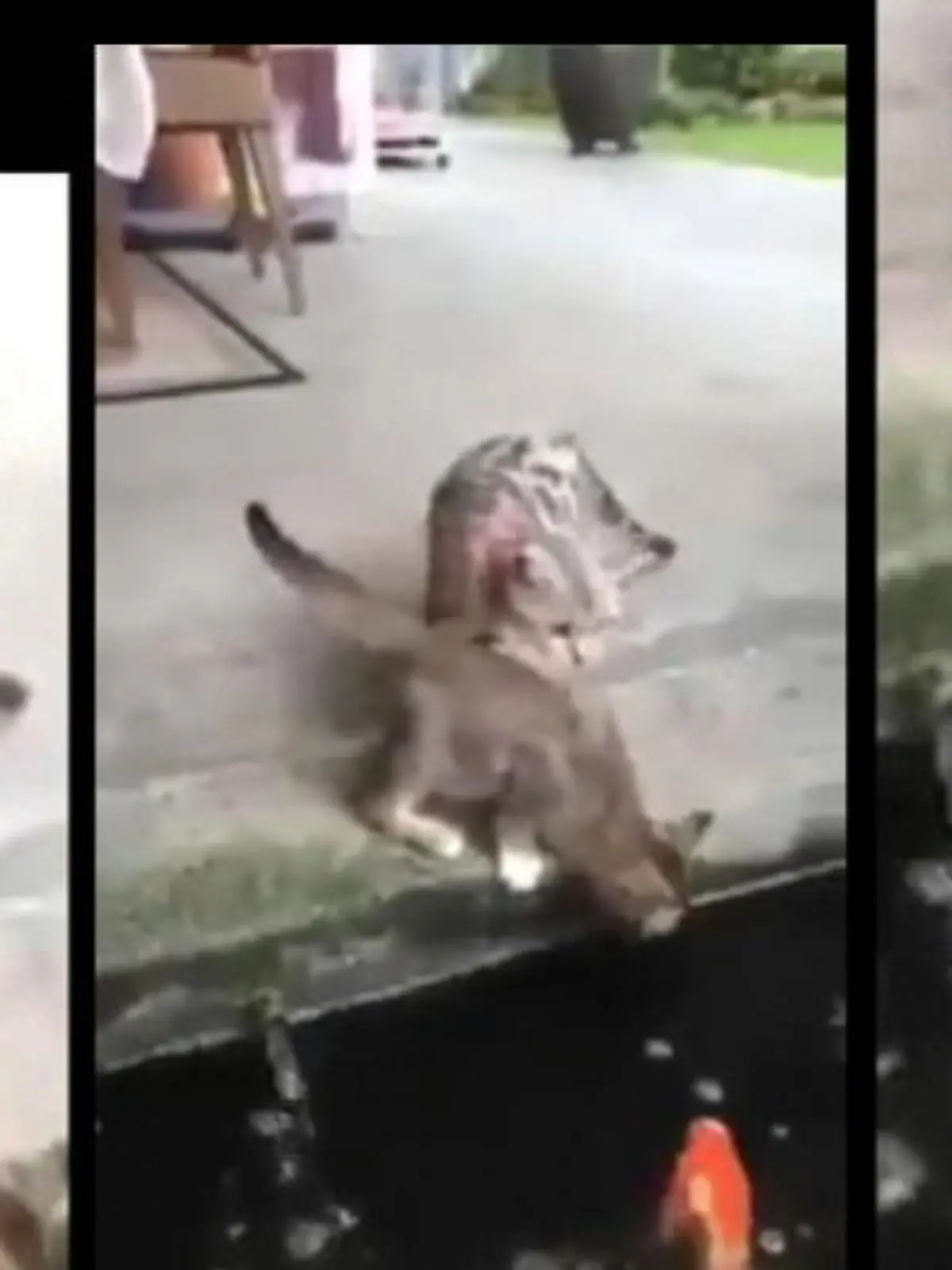 Bild zu: "Kein Abendessen: Fisch verpasst Katze eine Abreibung"