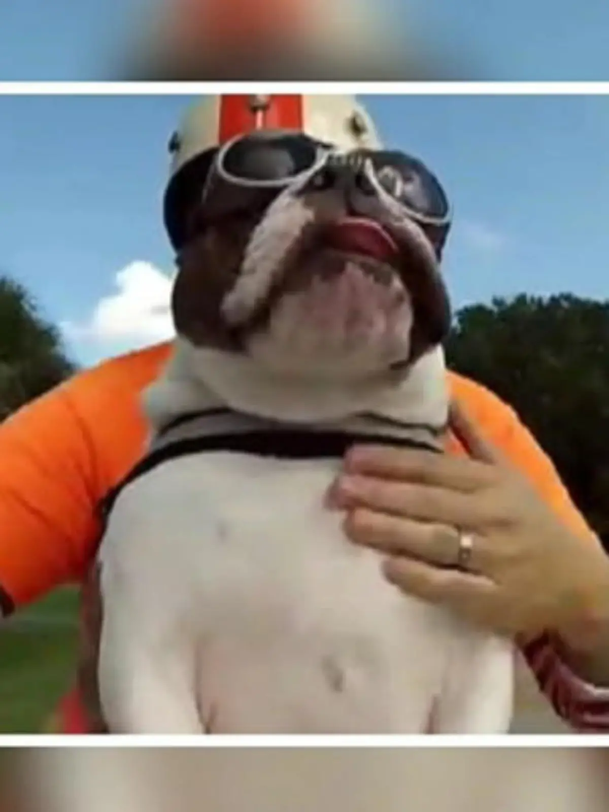 Bild zu: "Biker-Bulldogge gibt Herrchen High-Five"