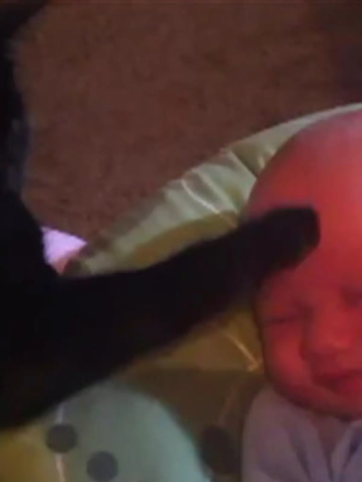 Bild zu: "Kater Steve kümmert sich liebevoll um Baby"