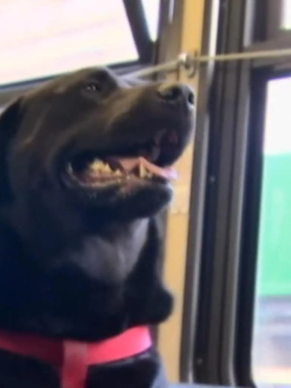 Bild zu: "Hundedame liebt Busfahren - auch allein!"