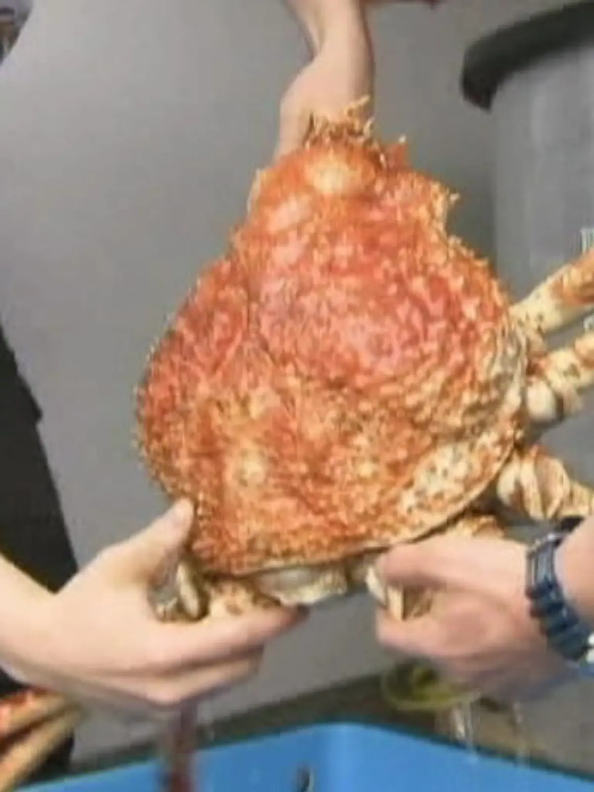 Bild zu: "Japanische Fischer entdecken gigantische Monster-Krabbe"