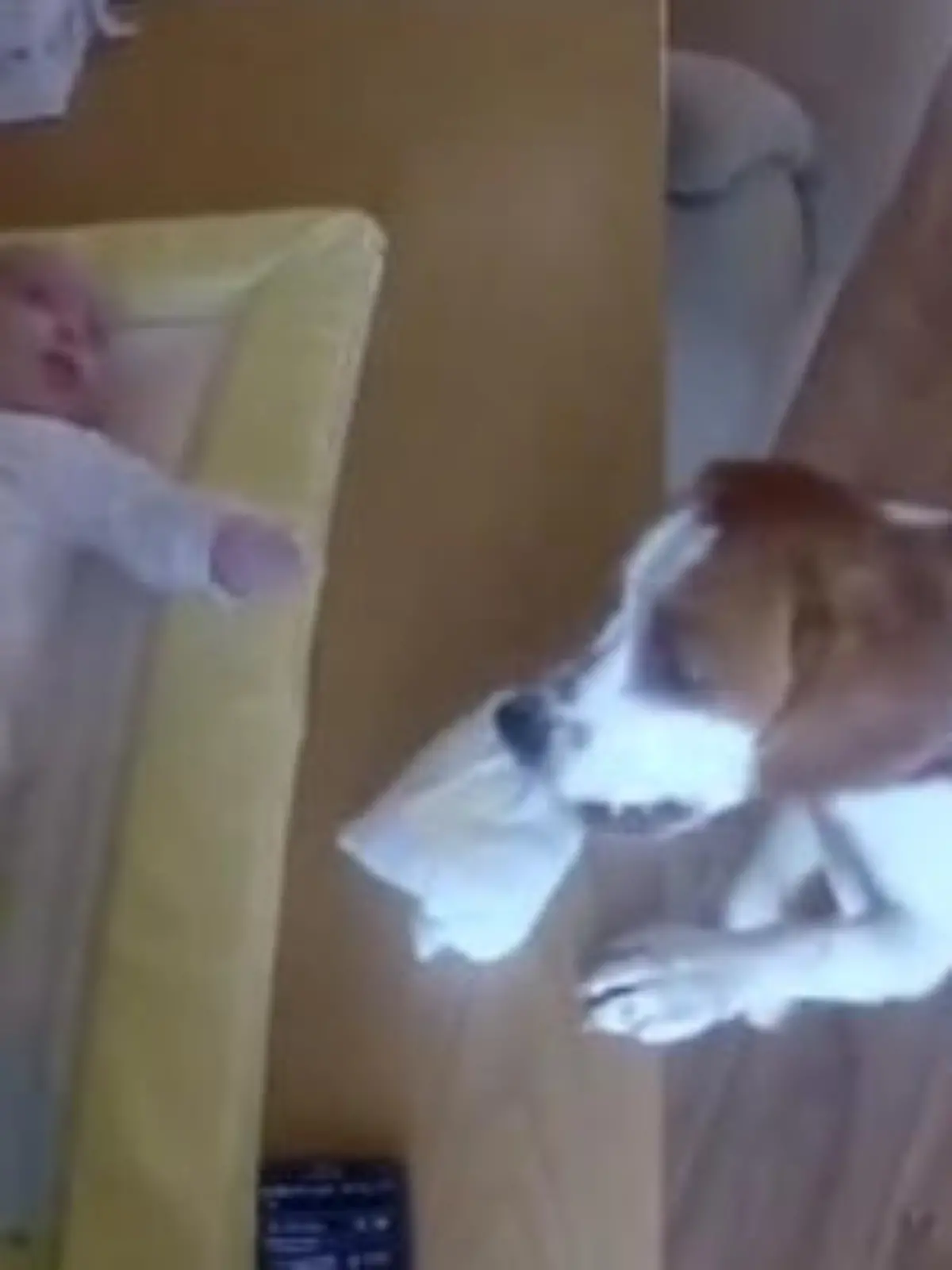 Bild zu: "Beagle gibt tierische Hilfe beim Windelwechseln"