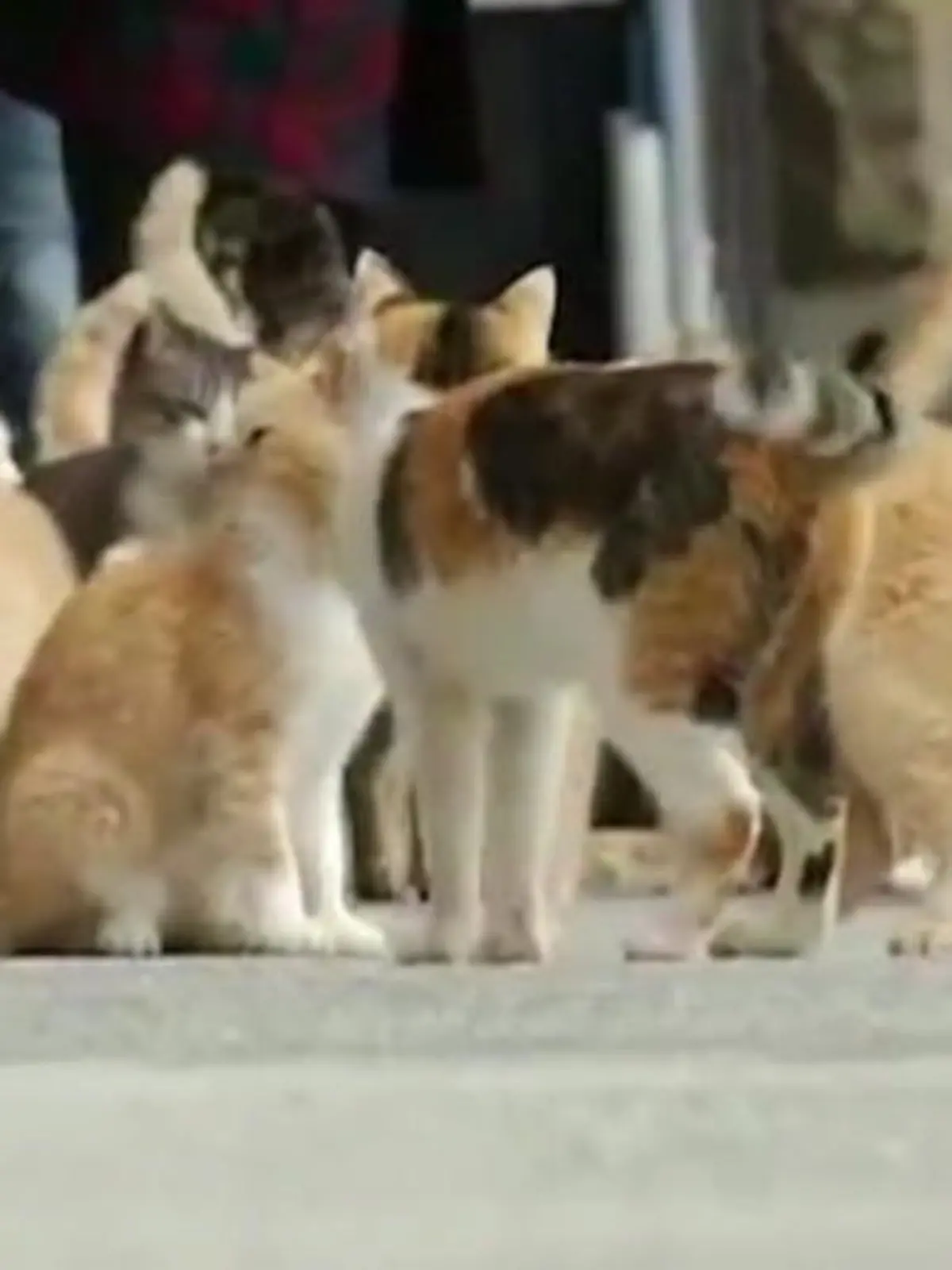 Bild zu: "Kuriose Katzeninsel in Japan "