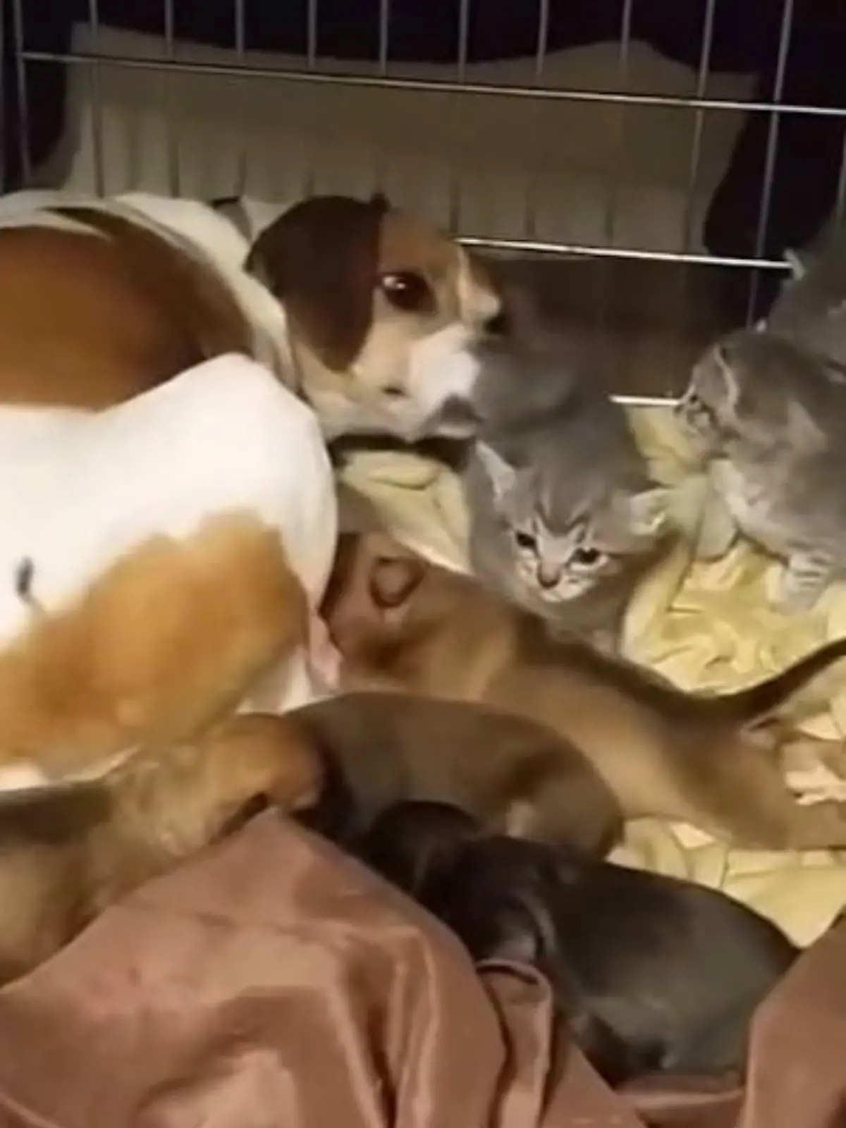 Bild zu: "Hündin adoptiert Katzenbabys"