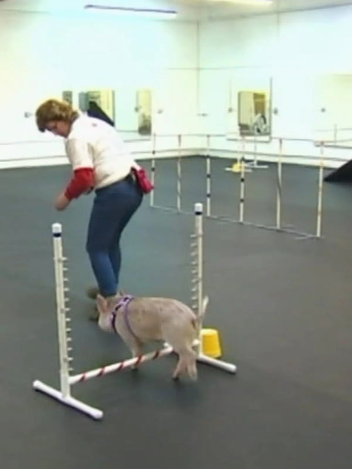 Bild zu: "Ein Schweinchen in der Hundeschule"