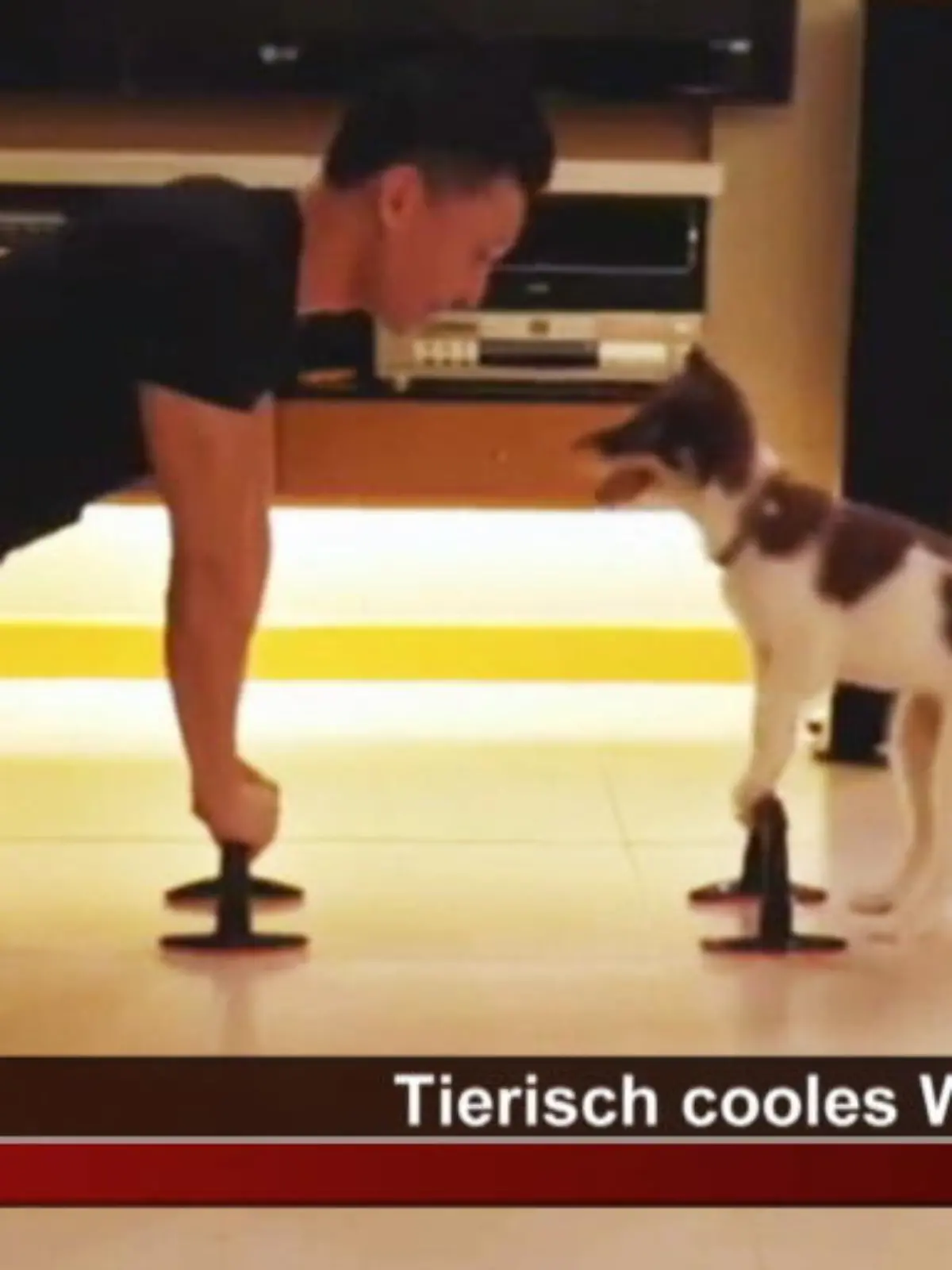Bild zu: "Hundedame Teeny trainiert mit ihrem Herrchen"